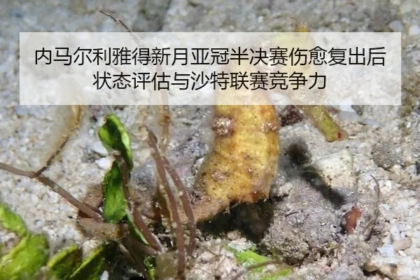 nei-ma-er-li-ya-de-xin-yue-ya-guan-ban-jue-sai-shang-yu-fu-chu-hou-zhuang-tai-ping-gu-yu-sha-te-lian-sai-jing-zheng-li-3-674.jpg